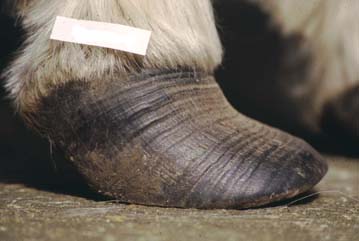 Fig 1: Boxy chronic laminitic foot
