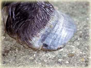 Fig.1: This hoof is showing signs of faster quarter growth, fortunately for the pony the heels are splaying outwards and not causing distortion at the dorsal hoof wall.