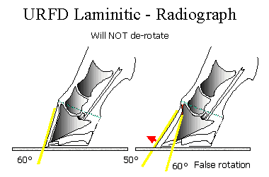 Fig 6: Upright confirmation before and after laminitis