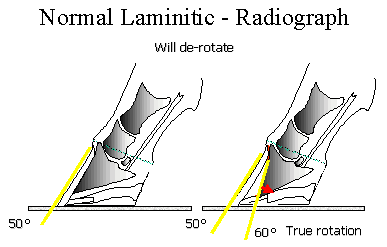 Fig 7: Normal confirmation before and after laminitis