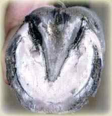 Radially orientated distended laminae of a round hoof