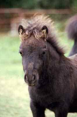 Bad hair day 