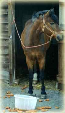 Is  there anything to eat other than carrots !