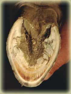 Parallel distended laminae of narrow hoof shape