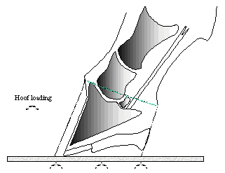 Fig 2: Evenly loaded upright conformation