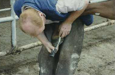 Tom measuring hoof growth