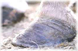 Fig 5: Chronic laminitic hoof growth