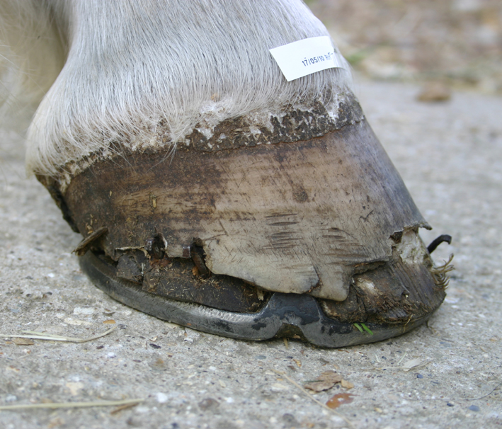 Liam's hoof in May 2010